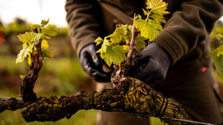 Desbrotar en Viticultura: La Clave para la Calidad del Vino
