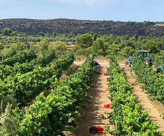 Clos Pons inicia la vendimia 2020