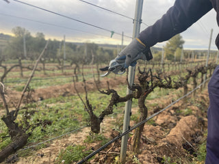 La Poda en Clos Pons: Clave para el Equilibrio del Viñedo y la Calidad del Vino
