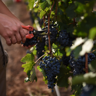 Inovaciones en Viticultura: Tecnologías Sostenibles Aplicadas en CLOS PONS